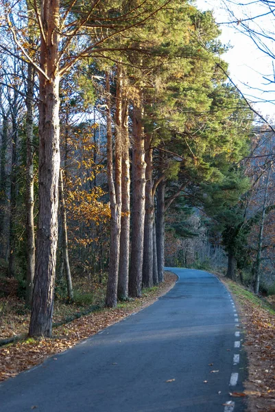 Mountain Road Autumn Trees Gutter Leaves Ground — Stock Photo, Image