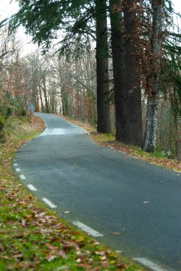 Sonbaharda ağaçların köklerinden dolayı düzensiz yol yüzeyi olan dağ yolu.