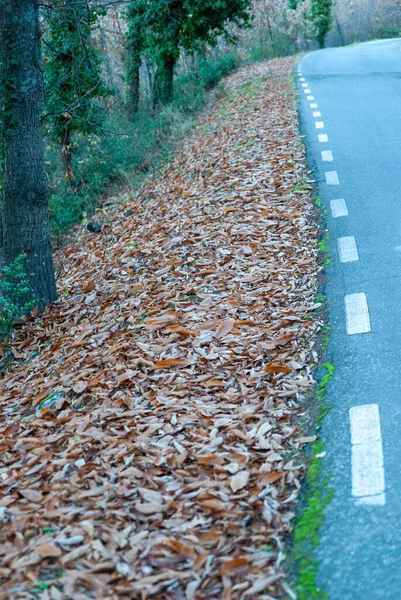Горная Канава Полная Опавших Листьев Неровным Тротуаром Осенью — стоковое фото