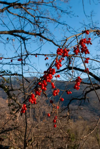 冬の野生の赤い果実のクラスター青の空と肖像画のリブのアルピニウム — ストック写真