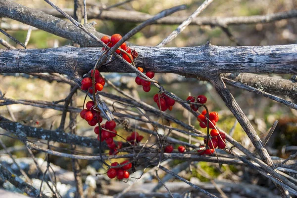 Wilde Rote Beeren Winter Von Ribes Alpinum Pflanze Auf Trockenen — Stockfoto