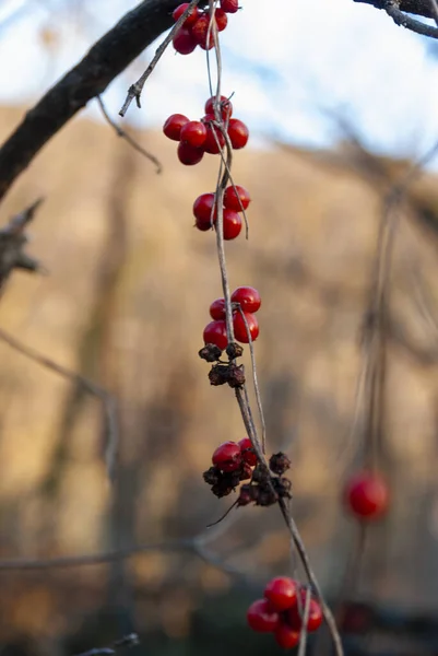 Traube Von Wilden Roten Winterbeeren Von Ribes Alpinum Der Senkrechten — Stockfoto