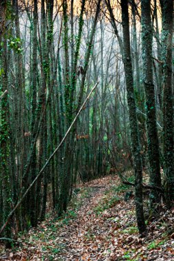 Kapalı bir kestane ve meşe ağaçlarının yolu gün batımında sarmaşıkların olduğu.