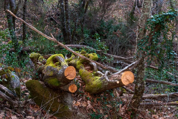 森の中の樹皮に苔で切り出された木の枝がいくつかの石に突き出た — ストック写真