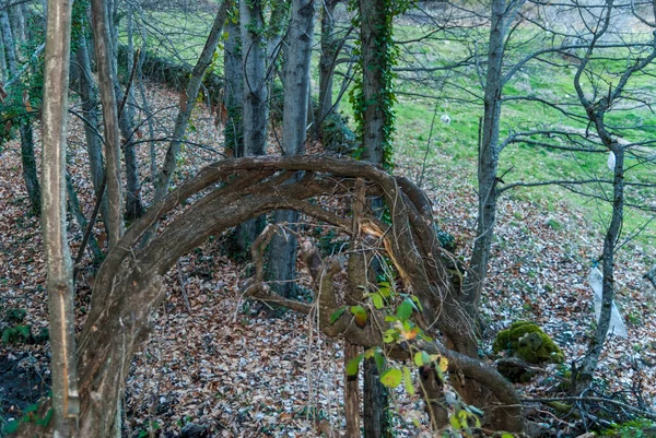 秋に森の中に戻ってくる曲線の木の空中根 — ストック写真