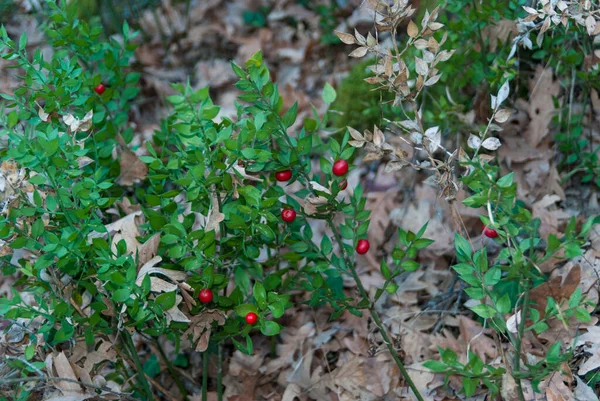 Wilde Rote Früchte Der Rosazea Valle Del Ambroz Winter — Stockfoto