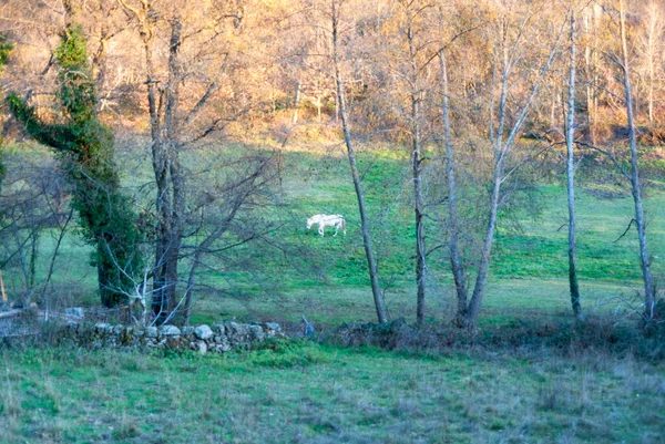 Cavalo Branco Pastando Floresta Outono Com Últimos Raios Sol — Fotografia de Stock