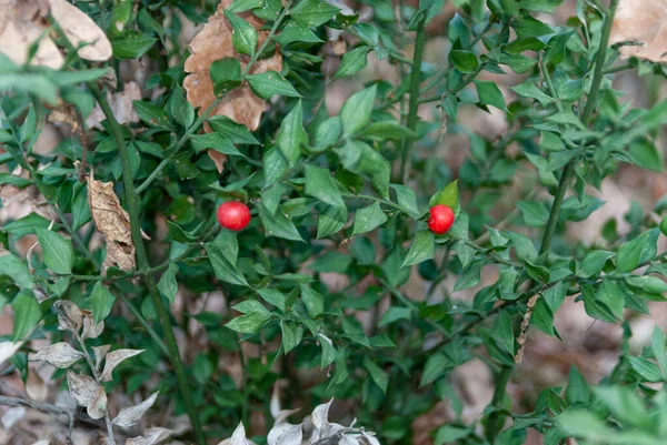 Wilde Rode Vruchten Van Rosacea Groene Achtergrond Door Bladeren Horizontaal — Stockfoto