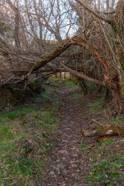 Günbatımında, eğri ağaç gövdesiyle ürkütücü sonbaharda yol