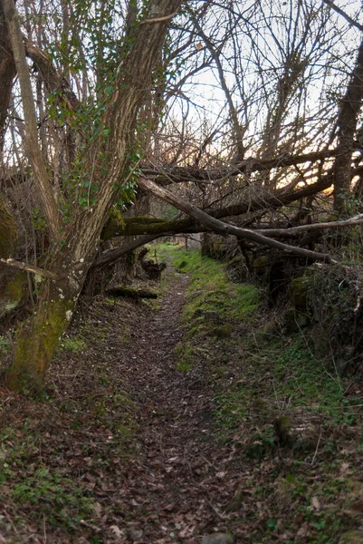 Camino Otoño Atardecer Con Tronco Árboles Caídos —  Fotos de Stock