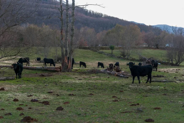 Grupo Vacas Negras Corajosas Pastando Campo Com Árvores Caídas Pôr — Fotografia de Stock