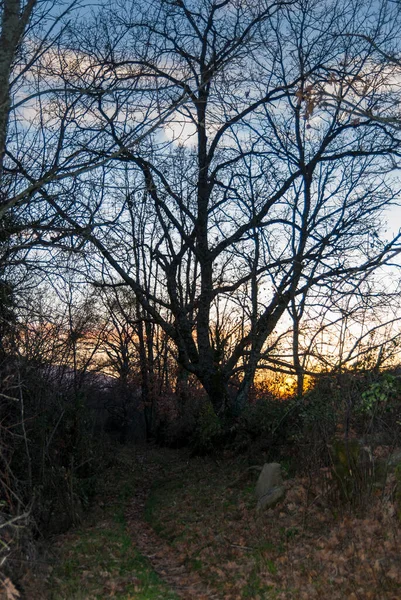 Bladloze Boom Silhouet Winter Bij Zonsondergang Naast Smal Pad — Stockfoto