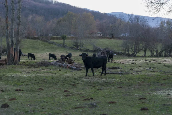 Bravas Vaca Negra Pastando Campo Com Árvores Caídas Pôr Sol — Fotografia de Stock