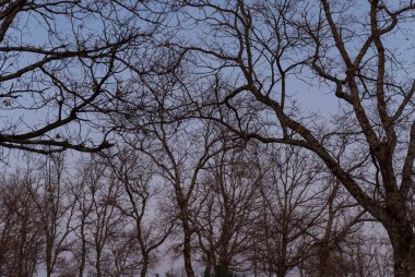 Kışın yapraksız ağaç dalları ve açık gökyüzü.