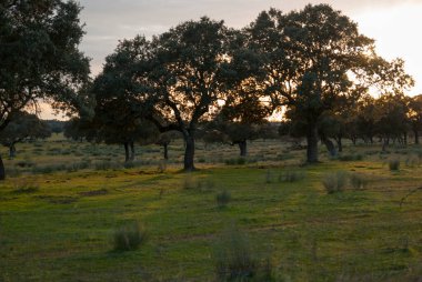 Gün batımında dehesa manzarası Ağaçların arasında uçan turnalar
