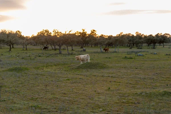 Vacas Dehesa Pôr Sol Com Silhueta Sobreiros Galhos Azinheira — Fotografia de Stock