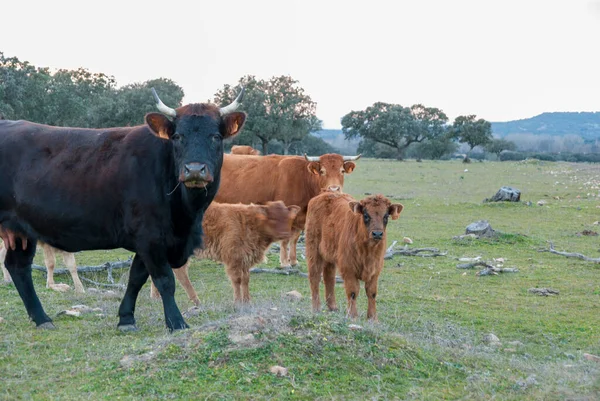 Siyah ineklerin kırmızı buzağıları günbatımında Dehesa de Extremadura 'da otluyor.