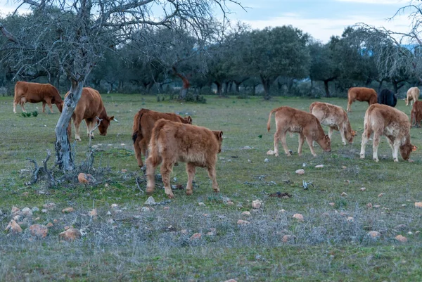 Red Calf Calves Grazing Dehesa Extremadura Next Mothers Sunset Grass — стоковое фото