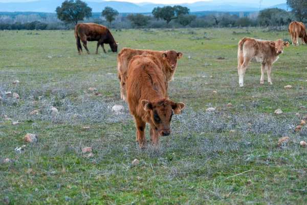 Dehesa de Extremadura 'da gün batımında annelerinin yanında otlayan kırmızı buzağılar.