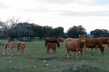 Buzağılarıyla birlikte gün batımında Dehesa de Extremadura 'da otlayan kızıl inekler.
