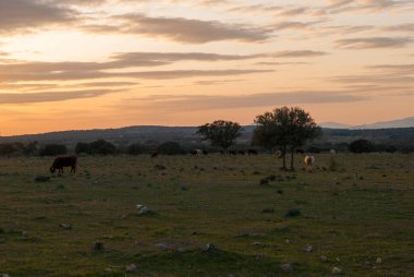 İnekler kışın günbatımında Dehesa de Extremadura 'da turuncu gökyüzü ile otlar.