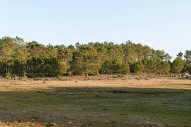 Pine forest with firebreaks, young pines with a clear sky and firebreaks in the foreground in horizontal