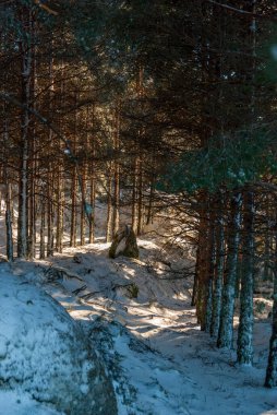 Çam gövdeleri gün batımında dikey olarak karla kaplı.