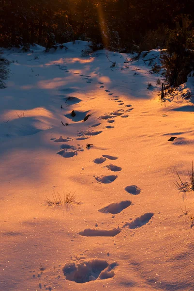 Footprints Snow Sunset Forest Vertical Orange Light — Photo