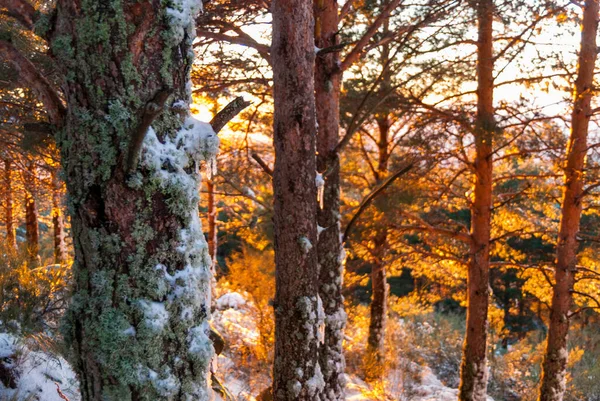 Snowy Pine Trunks Sunset Forest Orange Light Horizontal — Photo