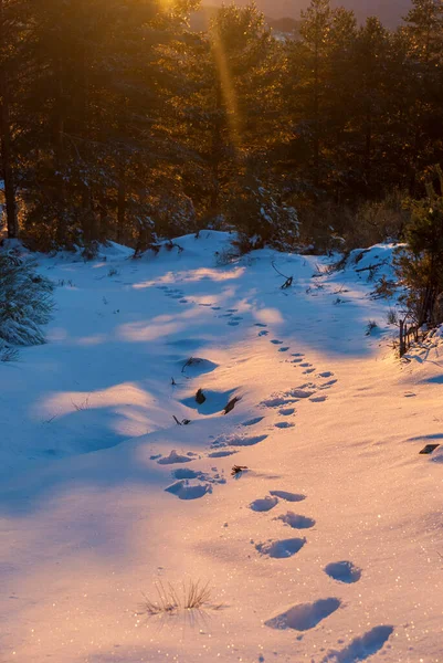 Footprint Footprints Snow Mountain Floor Orange Sunset Spring Vertical — Photo