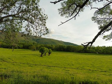 Extremadura 'nın kuzeyinde Fraxinus' un filizlendiği budanmış kül ağaçları olan çayırların manzarası.