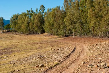 Okaliptüs ormanı, dünyanın çölleşmesine ve kuraklığına yatay olarak neden olur.