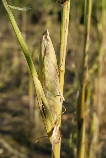 closed corn ear isolated in the field still green color in dry field