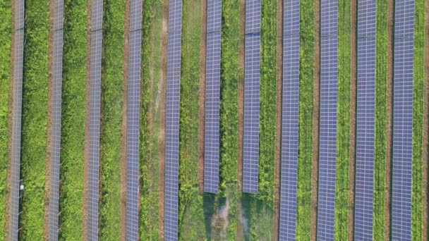 Luchtfoto van zonneboerderij op het groene veld bij zonsondergang, zonnepanelen in rij — Stockvideo