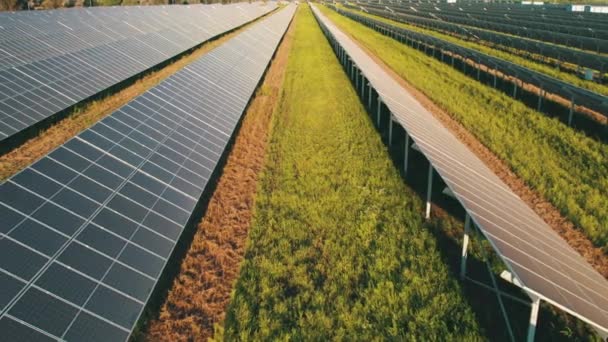 Aerial View of Solar Farm on the Green Field at Sunset Time, Panele słoneczne w rzędzie — Wideo stockowe