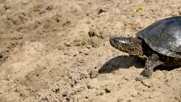 Turtle Crawls on the Sand to the Water in Summer, Slow Motion — Stock Video