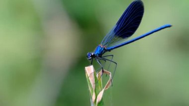Nehir kenarındaki Yeşil Doğa 'da bir şubede Mavi Yusufçuk, yakın plan.