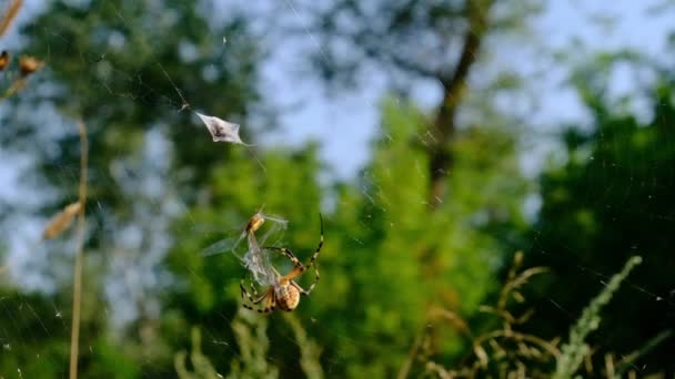 Aranha pega uma libélula em uma teia e a envolve em casulo, câmera lenta — Vídeo de Stock