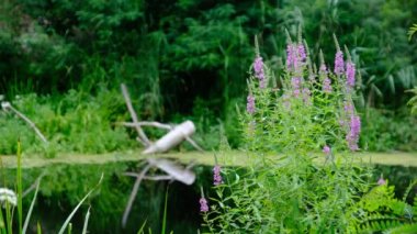 Nehir kenarındaki güzel yeşil doğa Yazın çiçek açan pembe bitkilerle