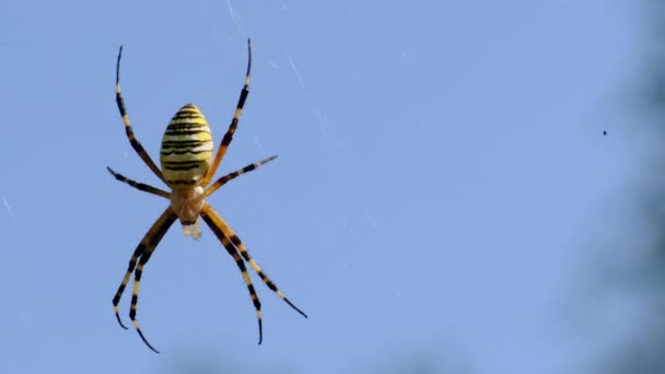 Паук закрылся в паутине на фоне голубого неба, Argiope Bruennichi — стоковое видео