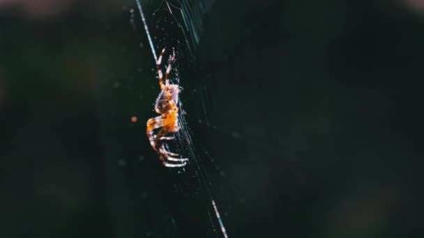 Spider Araneus Close-up on a Web Against a Background of Green Nature — Stok Video