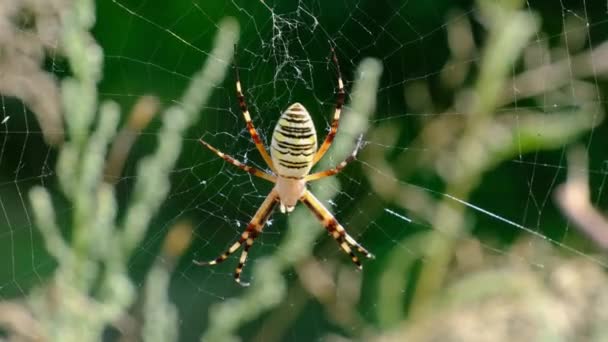 Grande aranha Close-up em uma teia contra um fundo de natureza verde na floresta — Vídeo de Stock