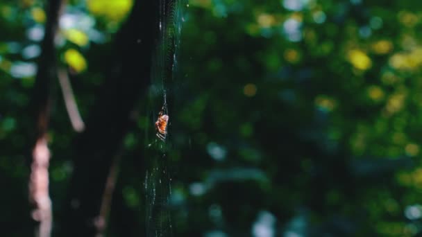 Spider Araneus zblízka na webu na pozadí zelené přírody — Stock video