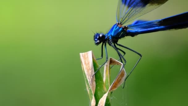 Blue Dragonfly på en gren i grön natur vid floden, närbild — Stockvideo