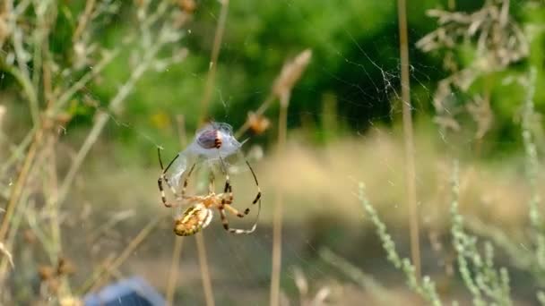 蜘蛛在网中捕捉昆虫，并将它们包裹在茧中，慢动作 — 图库视频影像