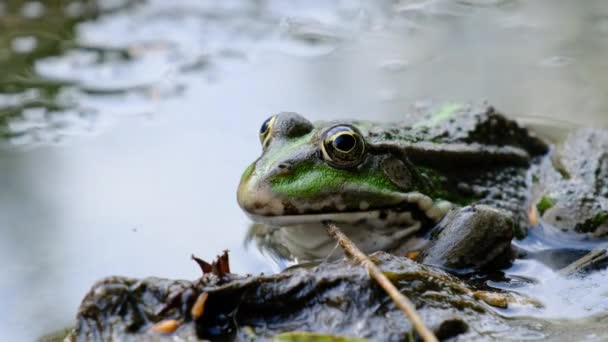 緑のカエルは、川によって海岸に座っている,極端なクローズアップ,ヒキガエルの肖像画 — ストック動画