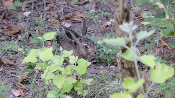 กระต่ายป่านั่งอยู่ในพุ่มไม้ ใกล้ๆ กระต่ายสีเทานั่งลงในป่า — วีดีโอสต็อก