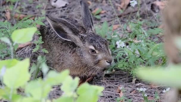 Wild Hare sitter i buskarna, närbild, grå kanin sitta ner i skogen — Stockvideo