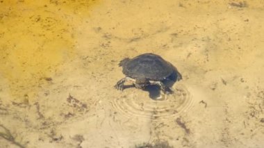 Nehir Kaplumbağası Sarı Kum 'un üstündeki gölde suyun altında yüzüyor.