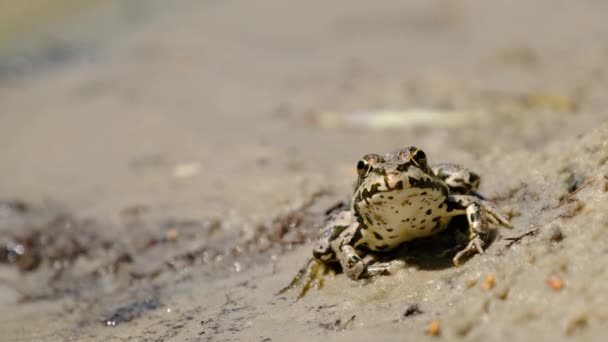 Retrato de la rana se sienta a orillas del río, de cerca — Vídeos de Stock